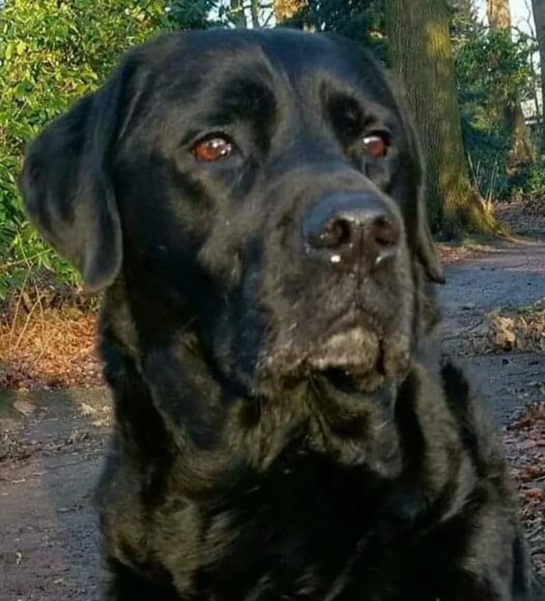Ben aus der Lilly – schwarzer Labrador