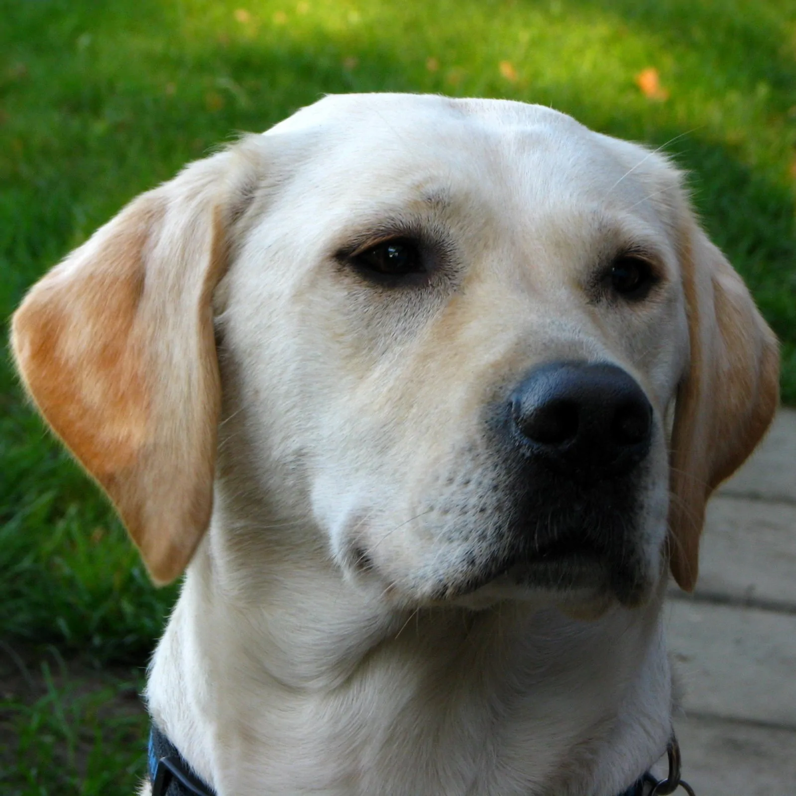 Lilly – gelber Labrador