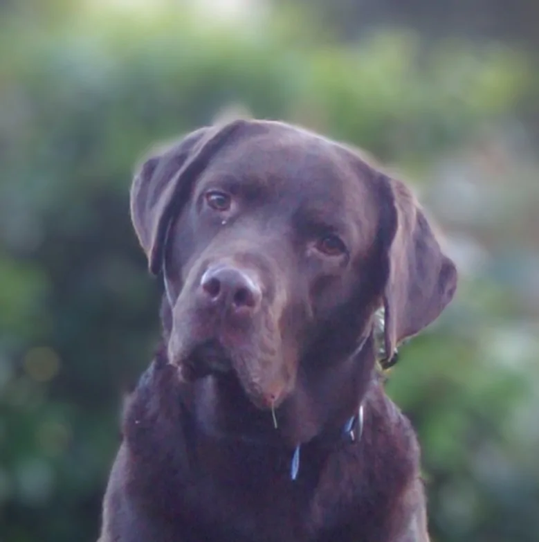 Tequilla aus der Lilly – brauner Labrador
