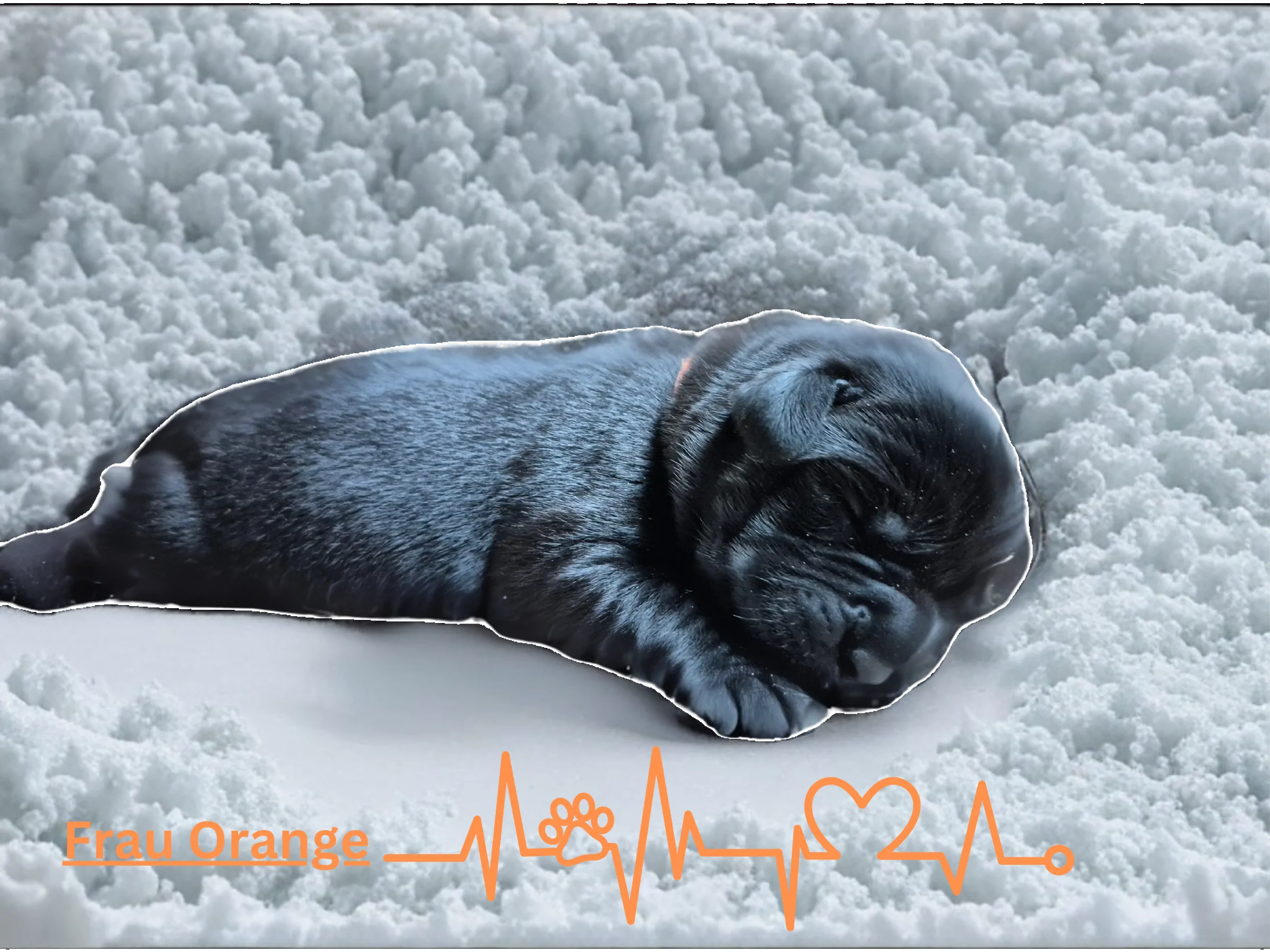 Alpha Rookie „Frau Orange“ vom Steller See – Woche 1