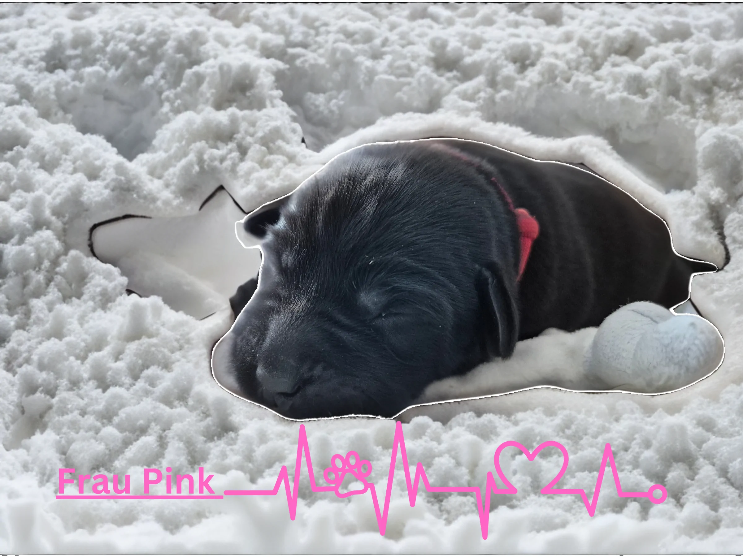 Alpha Rookie „Frau Pink“ vom Steller See – Woche 1
