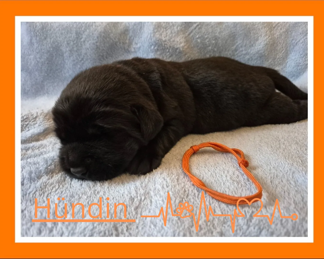 Alpha Rookie „Frau Orange“ vom Steller See – Woche 2