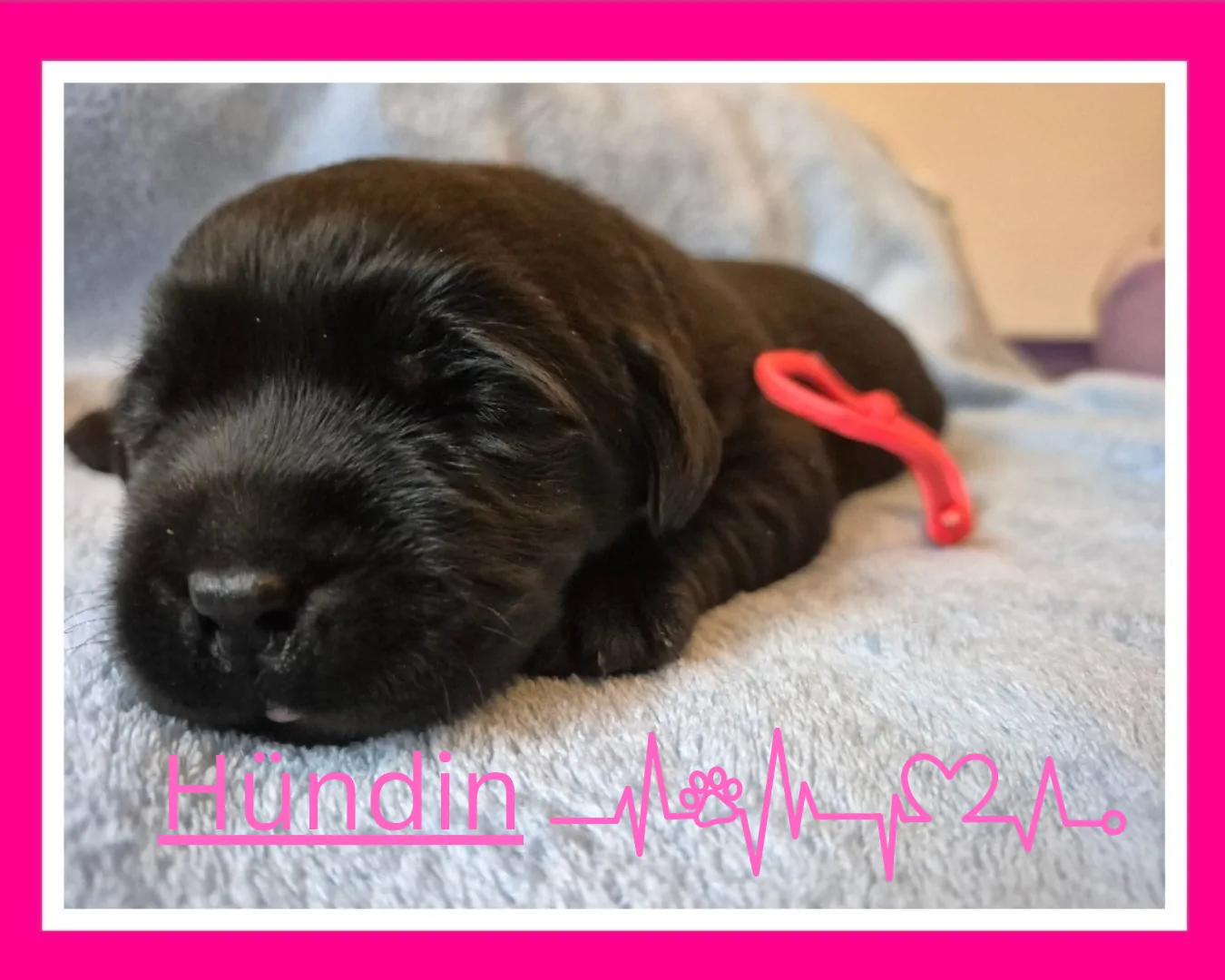Alpha Rookie „Frau Pink“ vom Steller See – Woche 2