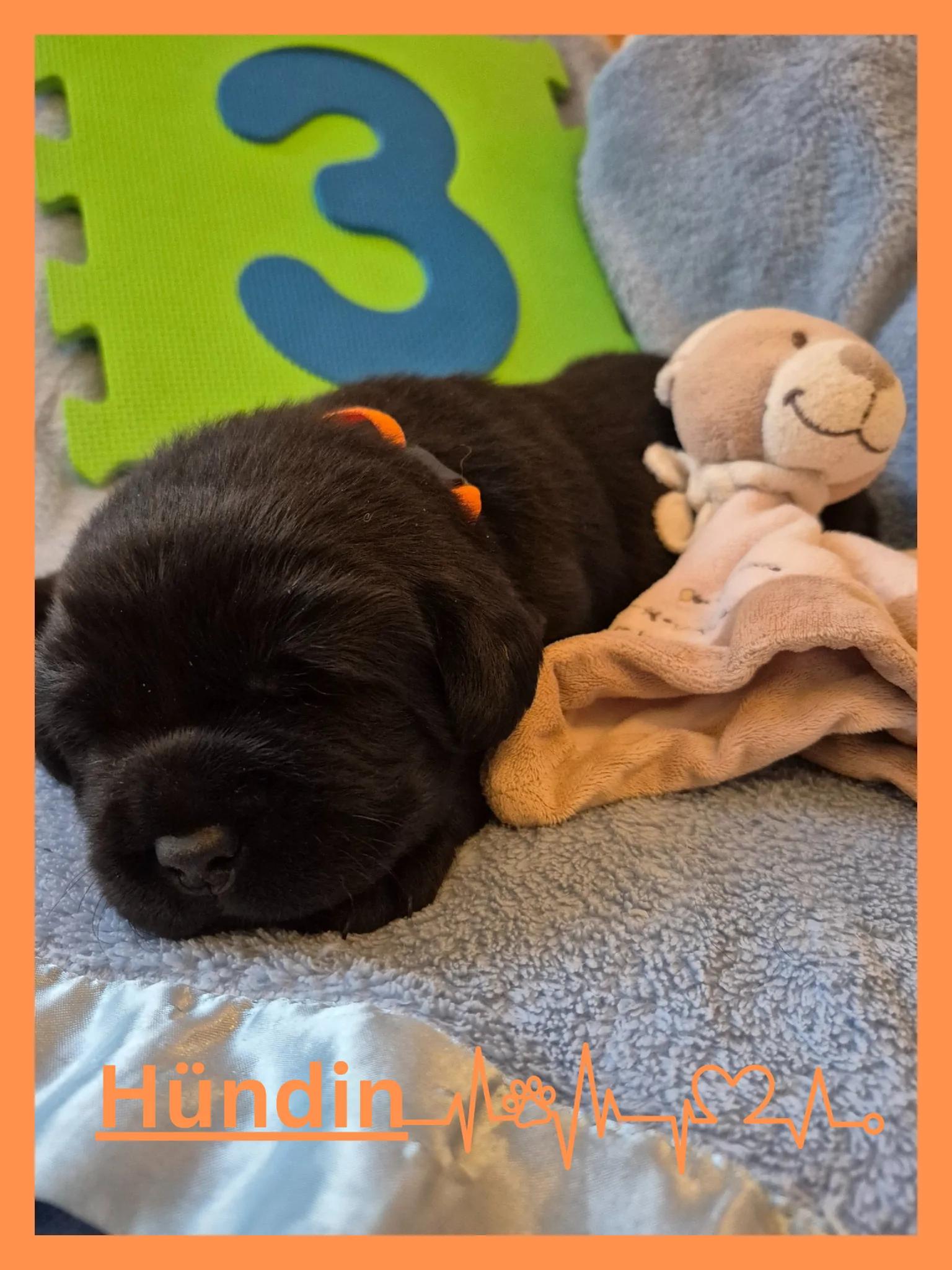 Alpha Rookie „Frau Orange“ vom Steller See – Woche 3