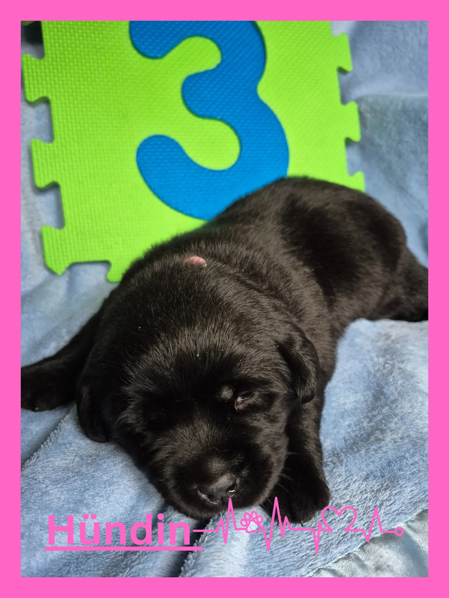 Alpha Rookie „Frau Pink“ vom Steller See – Woche 3