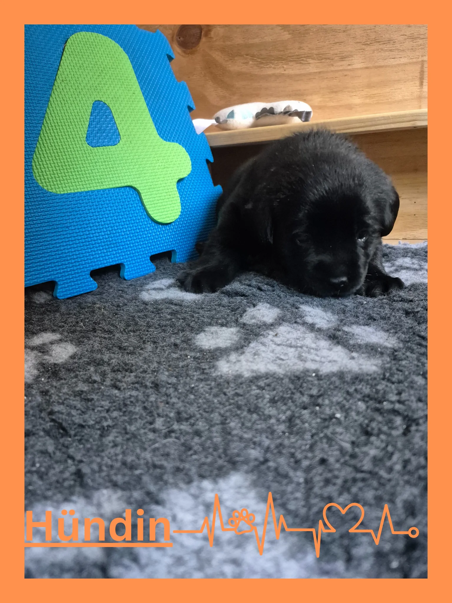 Alpha Rookie „Frau Orange“ vom Steller See – Woche 4