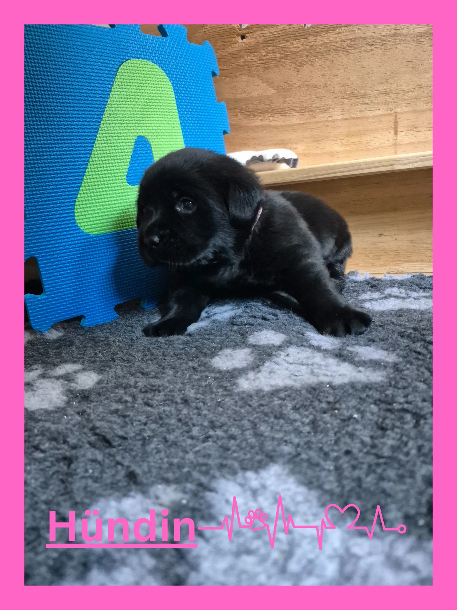 Alpha Rookie „Frau Pink“ vom Steller See – Woche 4