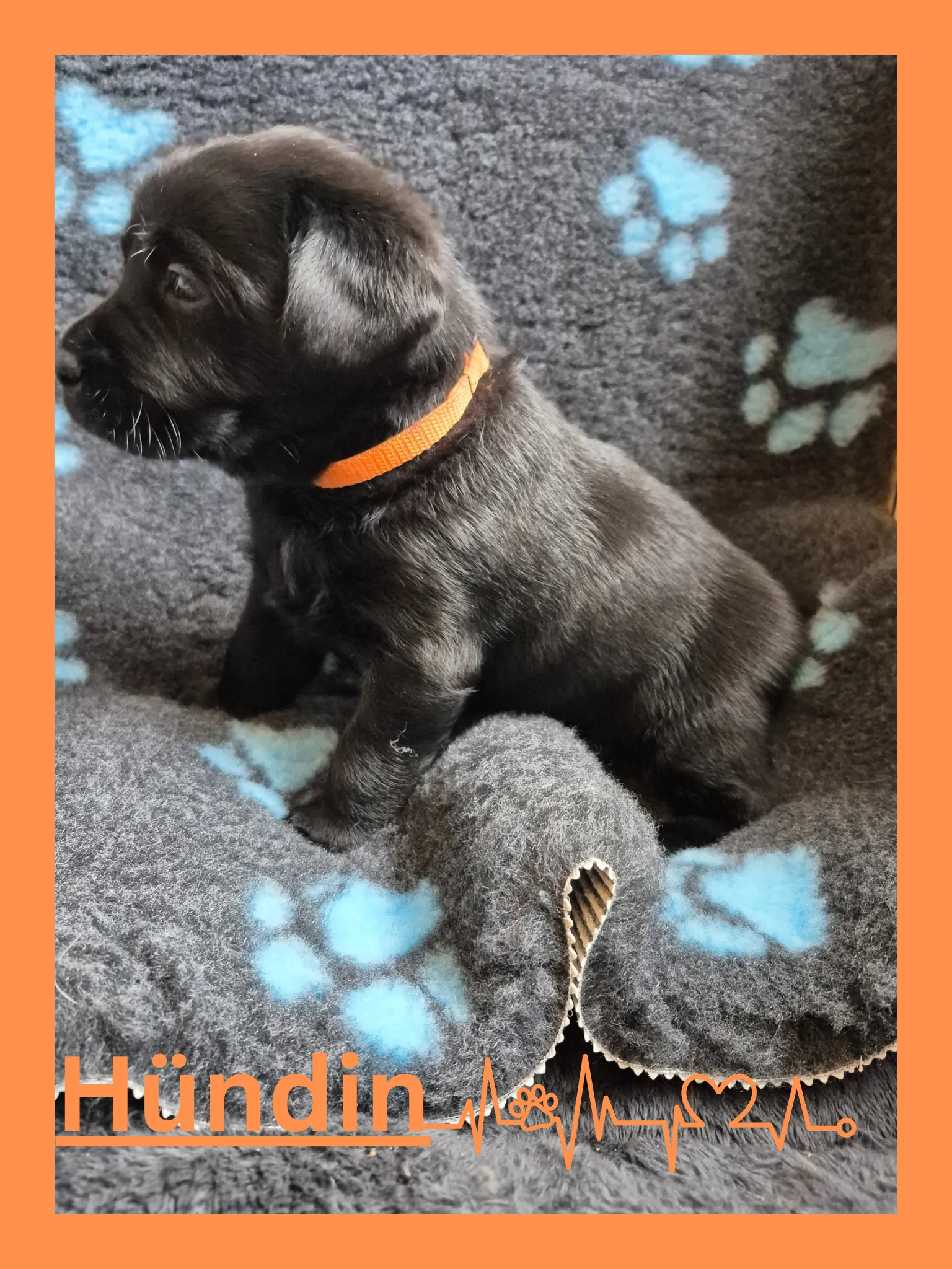 Alpha Rookie „Frau Orange“ vom Steller See – Woche 5