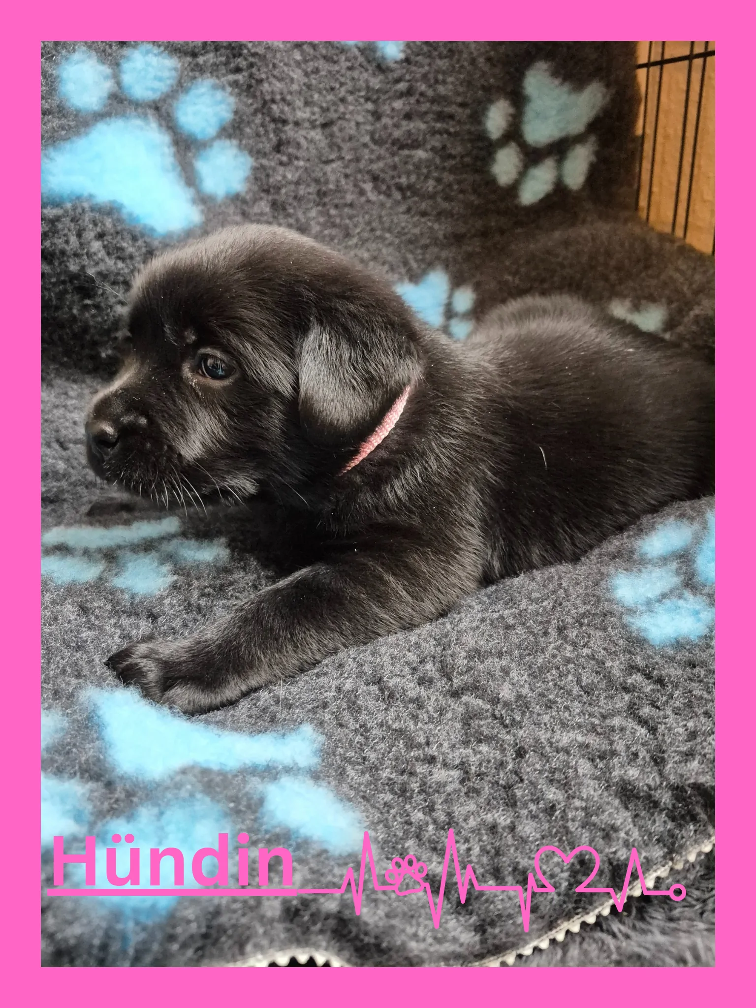 Alpha Rookie „Frau Pink“ vom Steller See – Woche 5