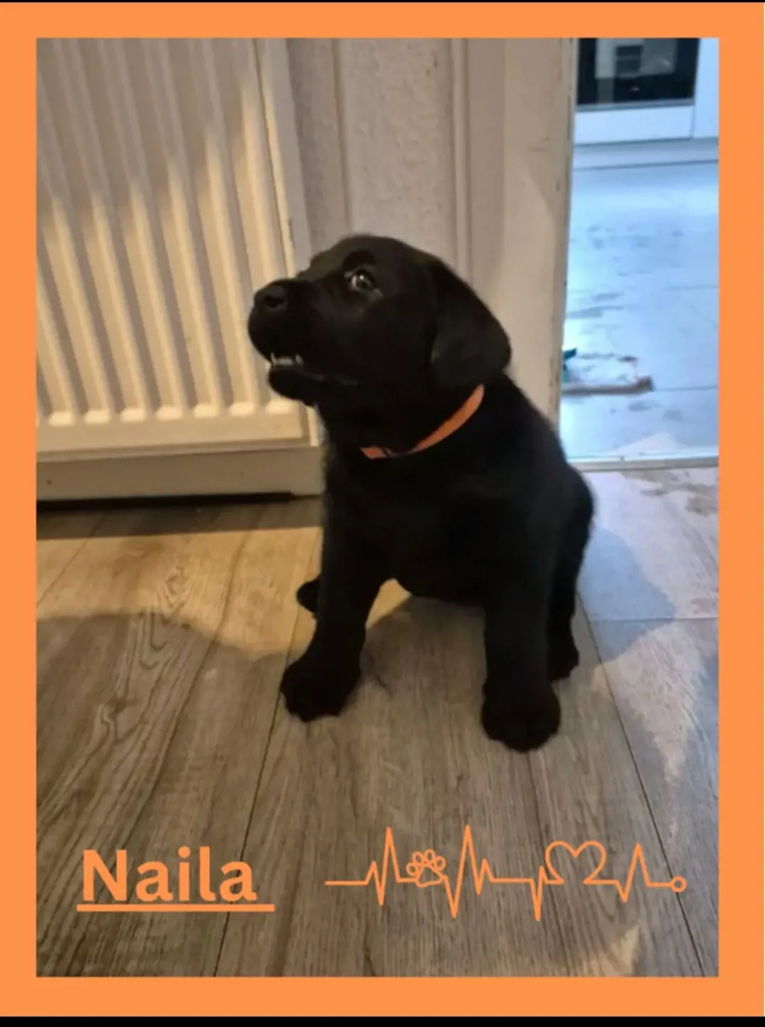 Alpha Rookie „Frau Orange“ vom Steller See – Woche 6