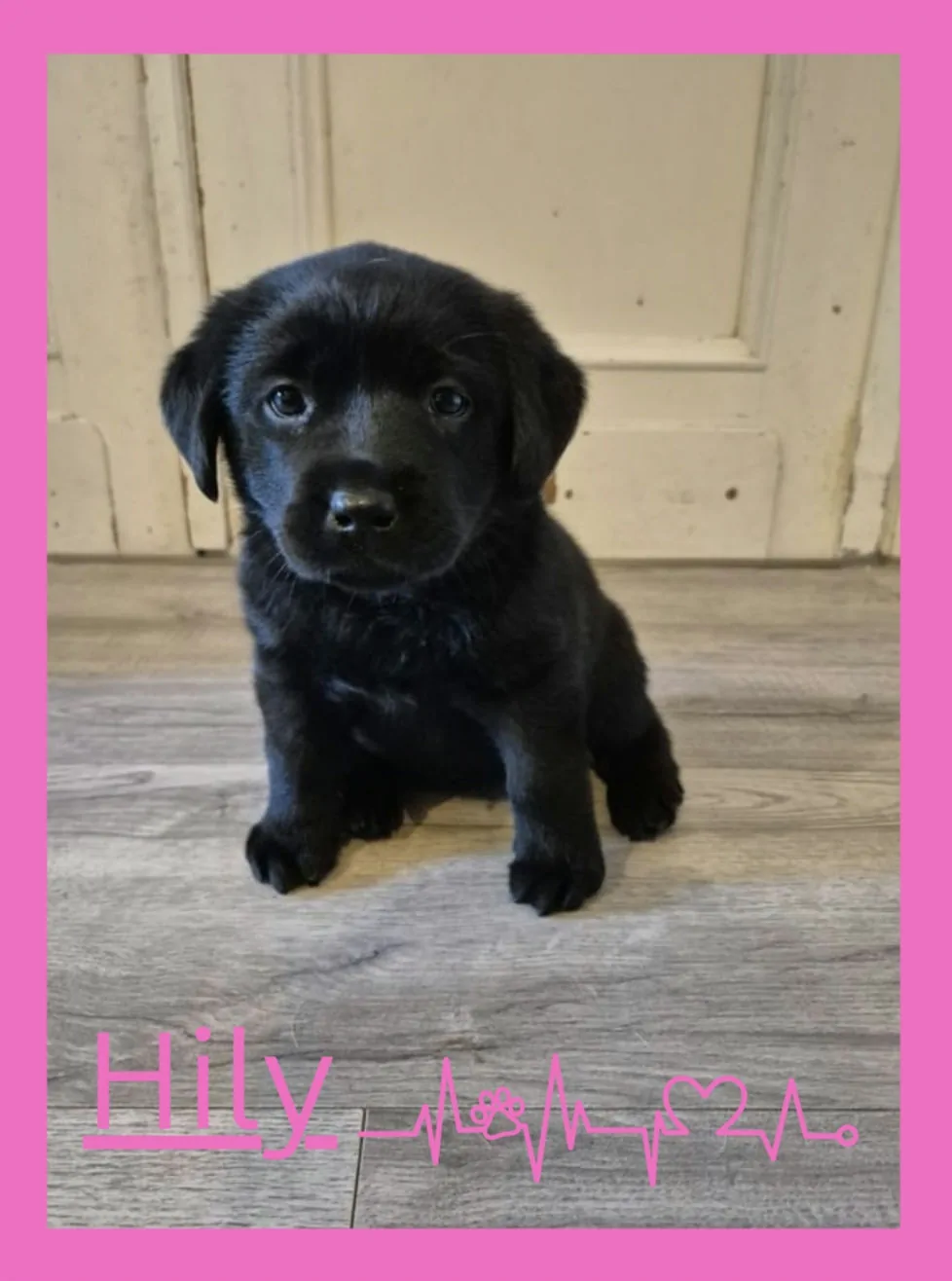 Alpha Rookie „Hilly“ vom Steller See – Woche 6