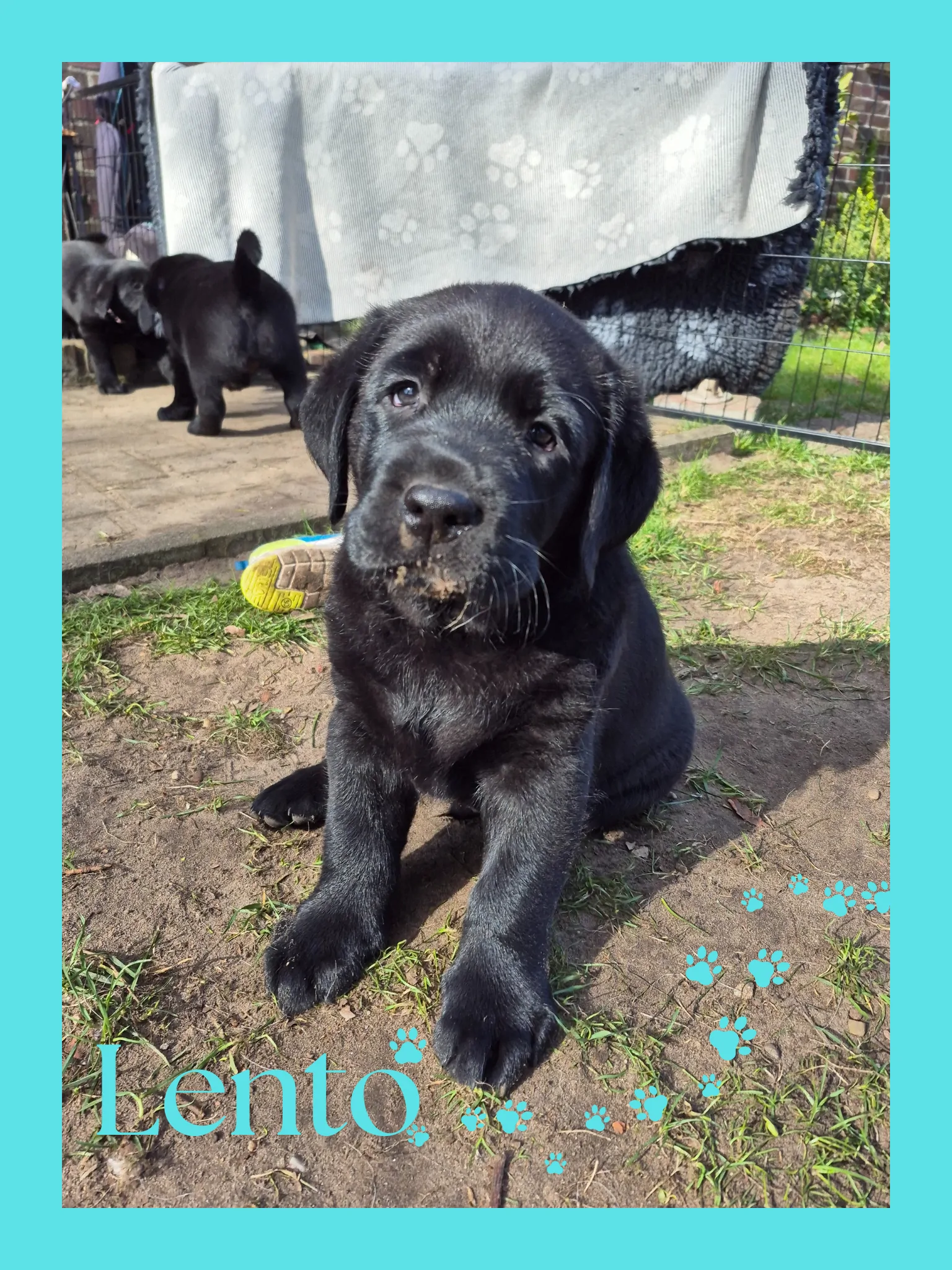 Alpha Rookie „Lento“ vom Steller See – Woche 7