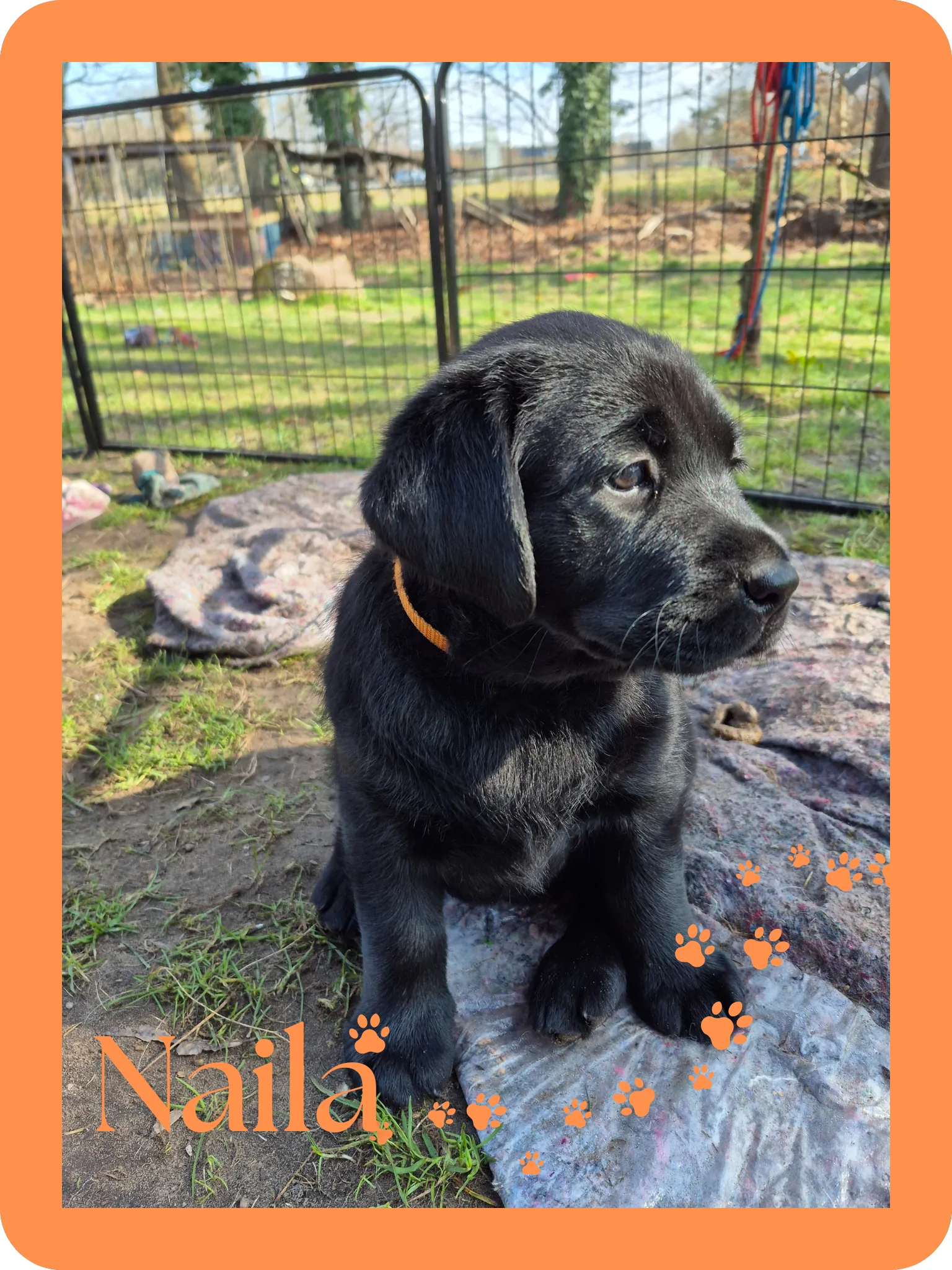 Alpha Rookie „Naila“ vom Steller See – Woche 7
