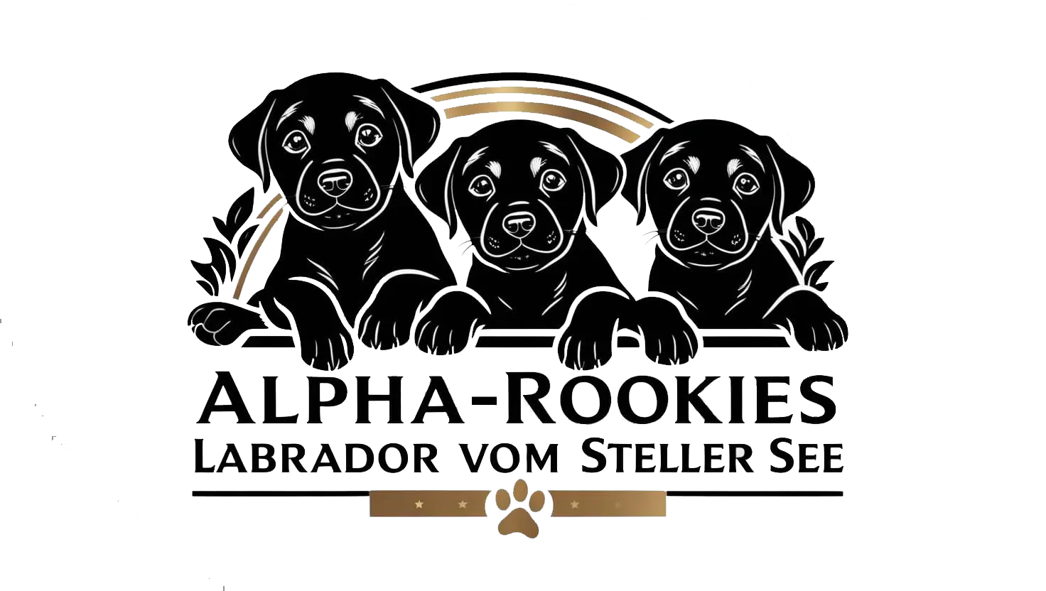Alpha-Rookies – Labrador vom Steller See