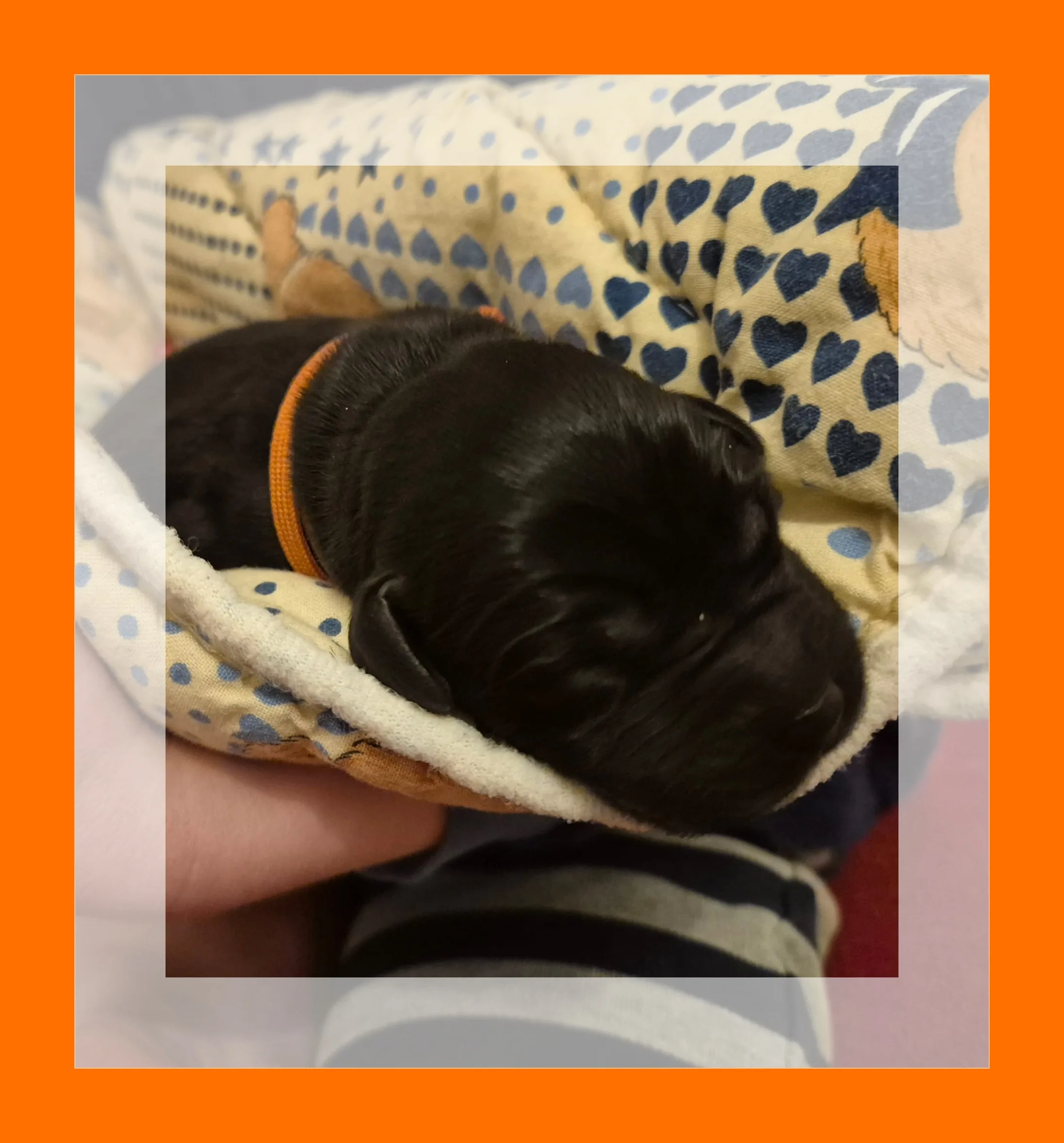 Alpha Rookie „Frau Orange“ vom Steller See