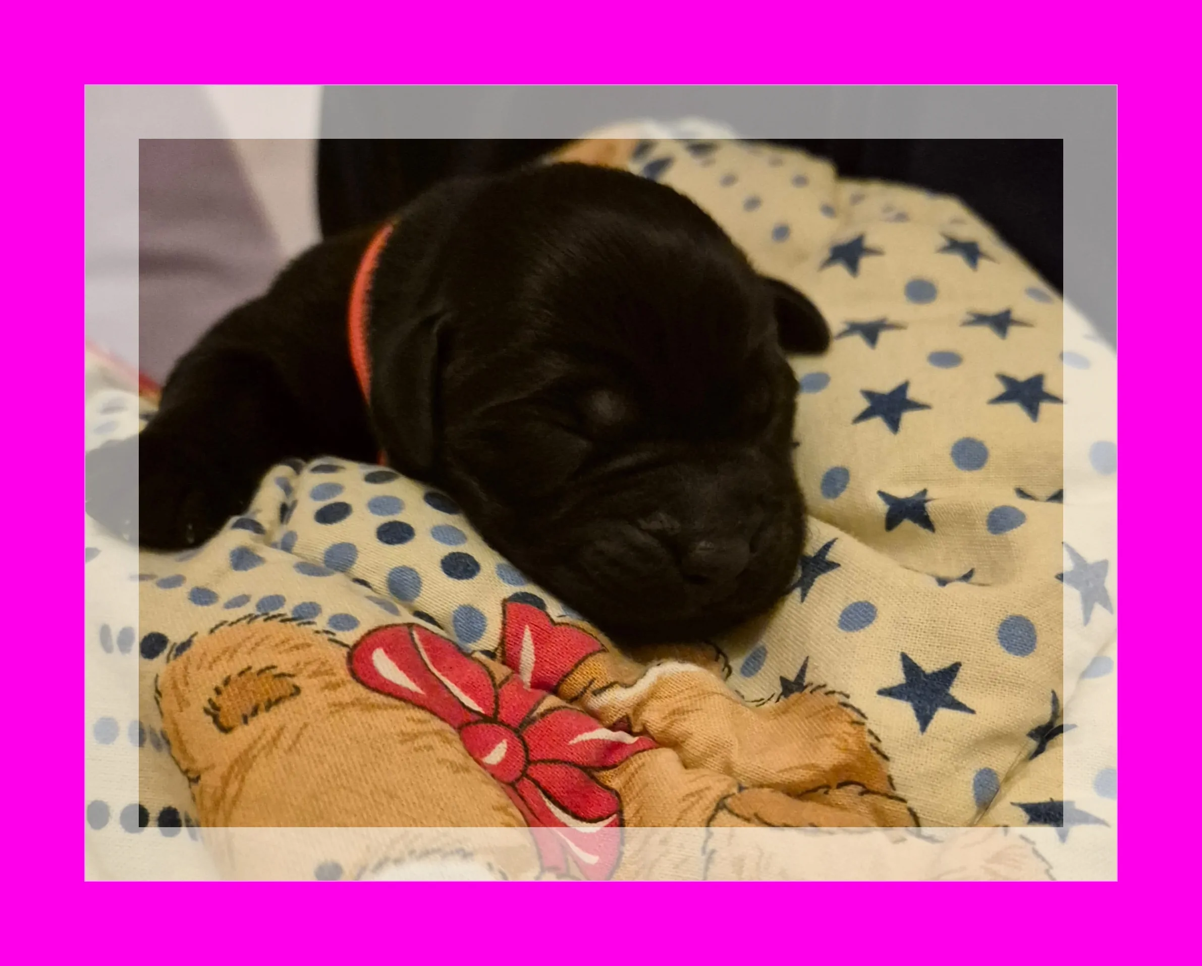 Alpha Rookie „Frau Pink“ vom Steller See