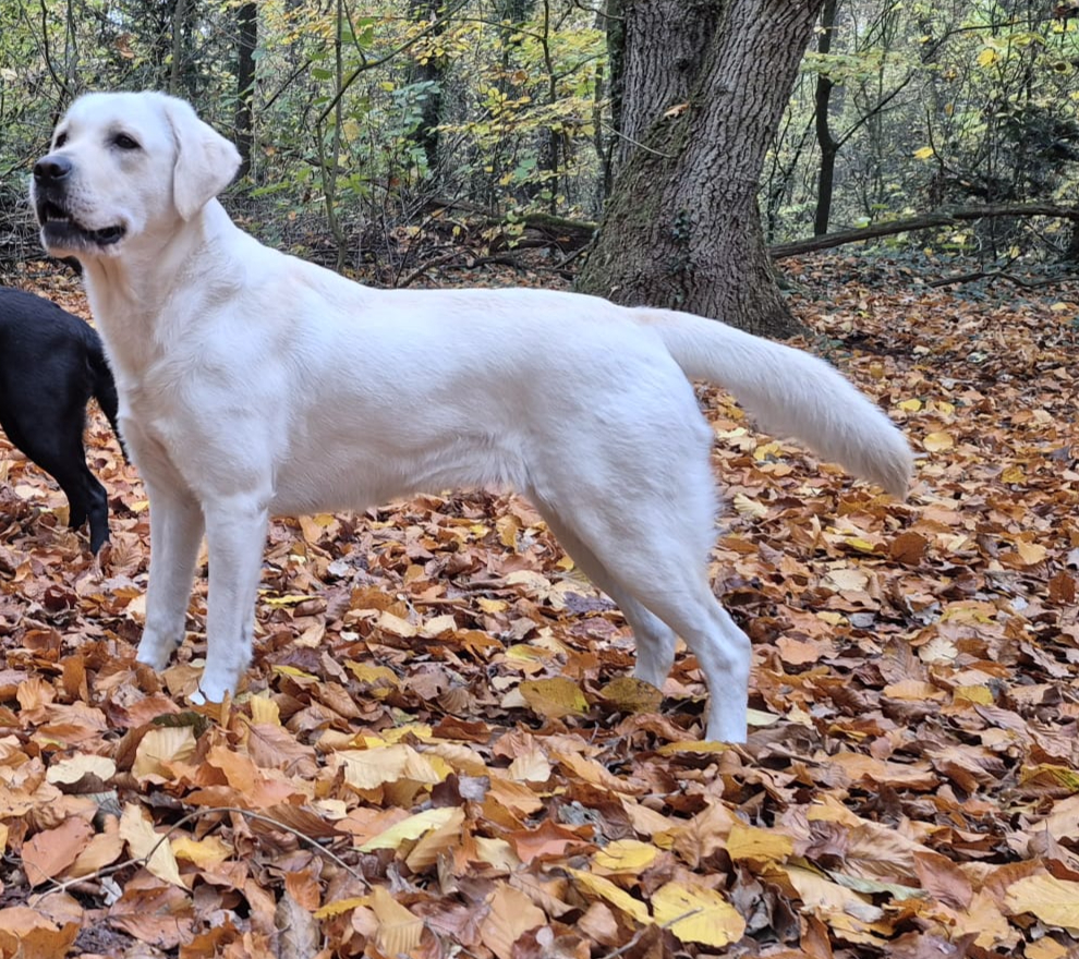 Bella – Labradore vom Steller See
