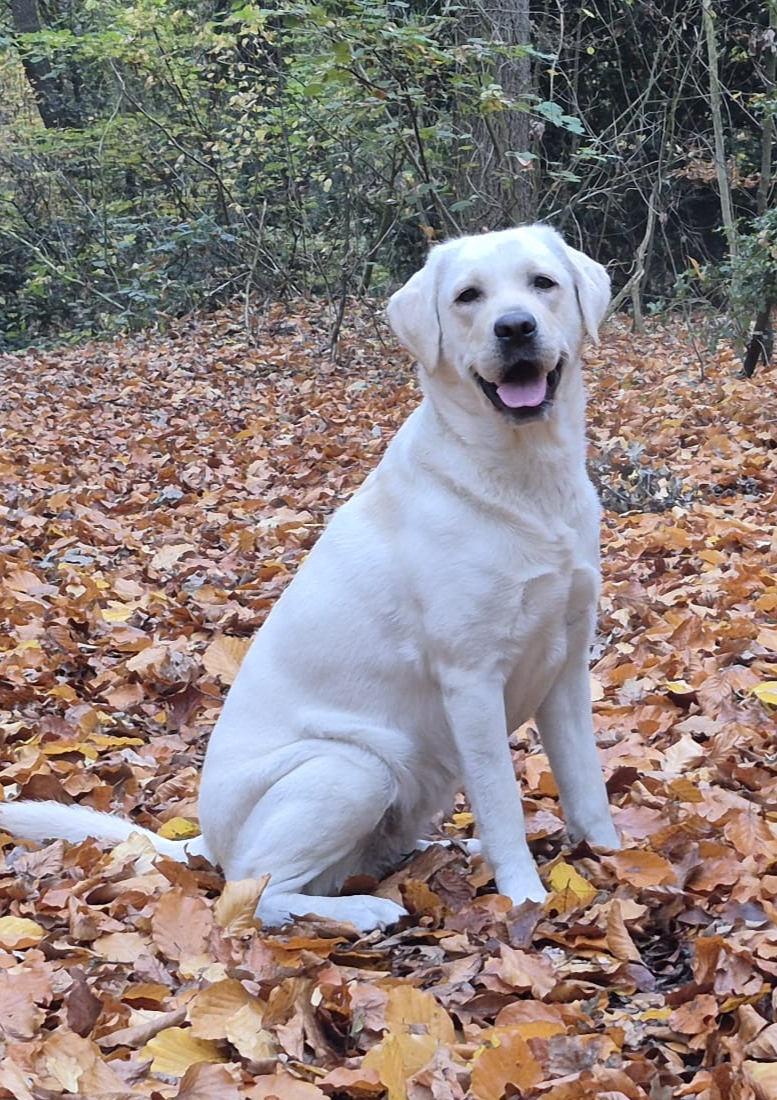 Bella im Alltag
